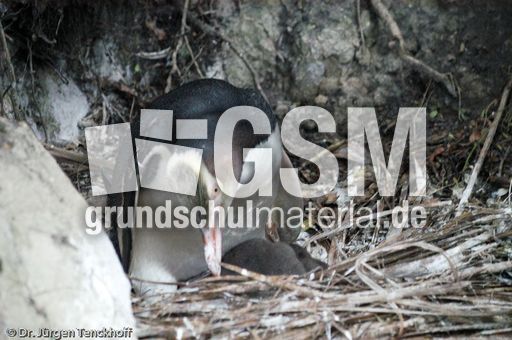 Gelbaugenpinguin (13 von 23).jpg